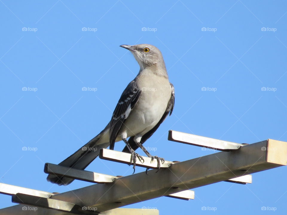 To Photograph a Mockingbird 