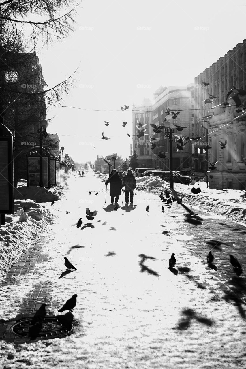 Pigeons are flying in the centre of the city 