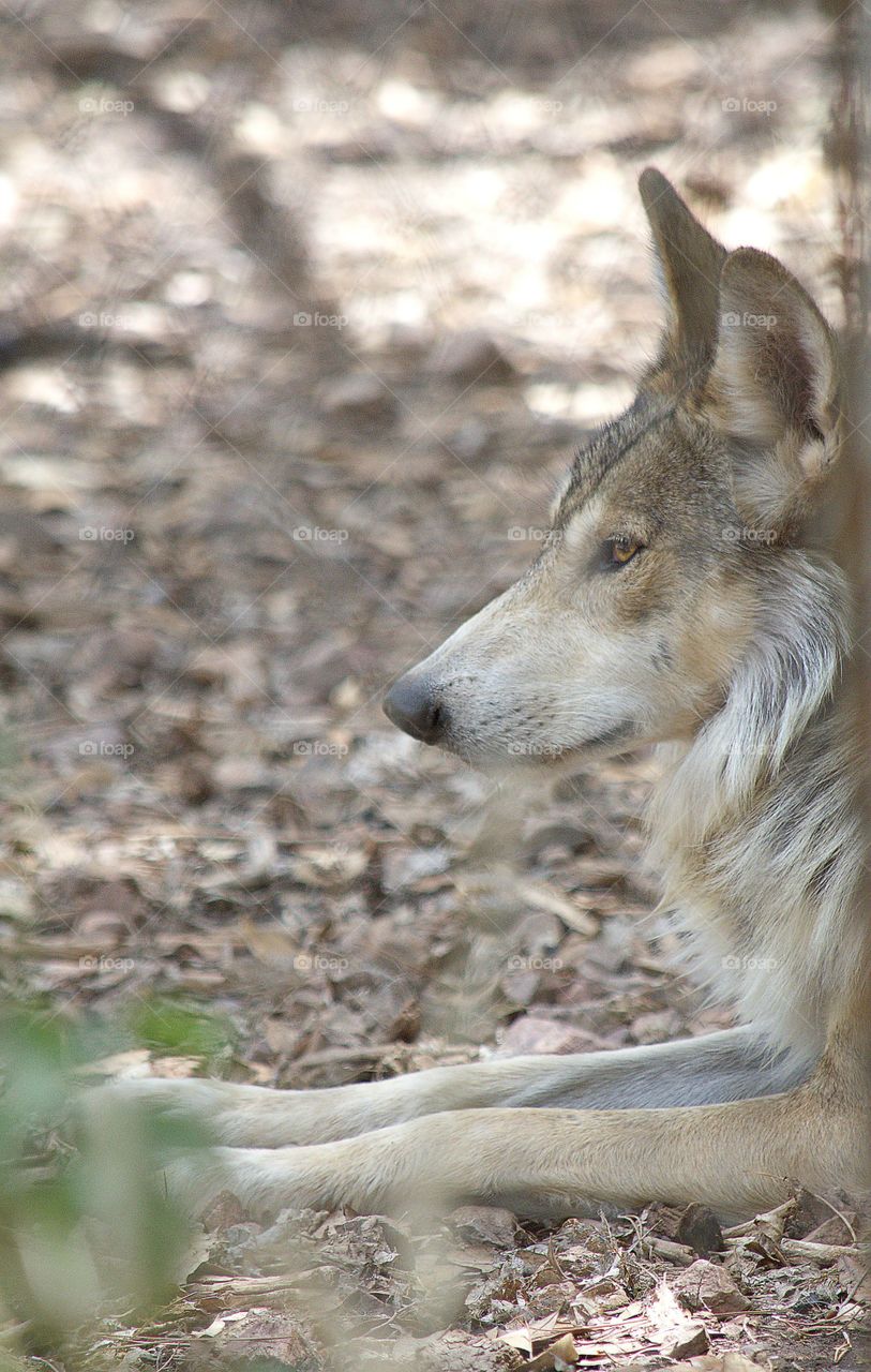 resting wolf