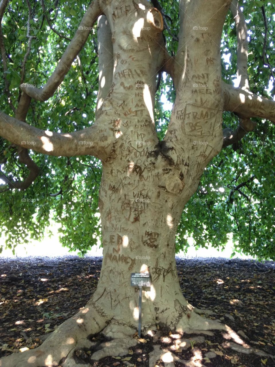 Tree with carvings