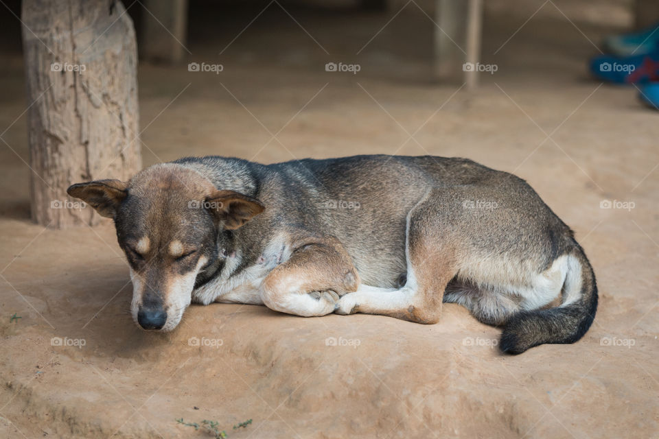 Dos sleeping on the floor 