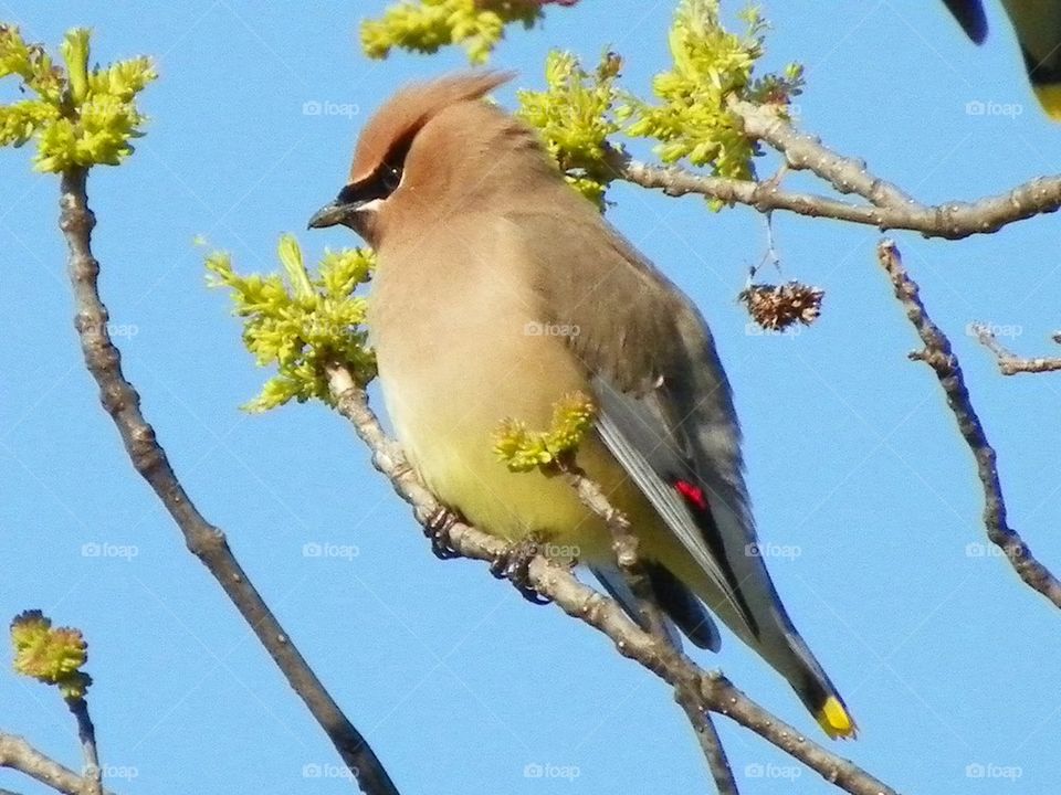 Cedar waxwing