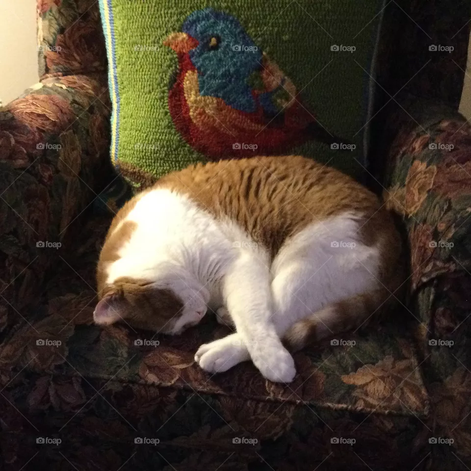 Max and his favorite chair