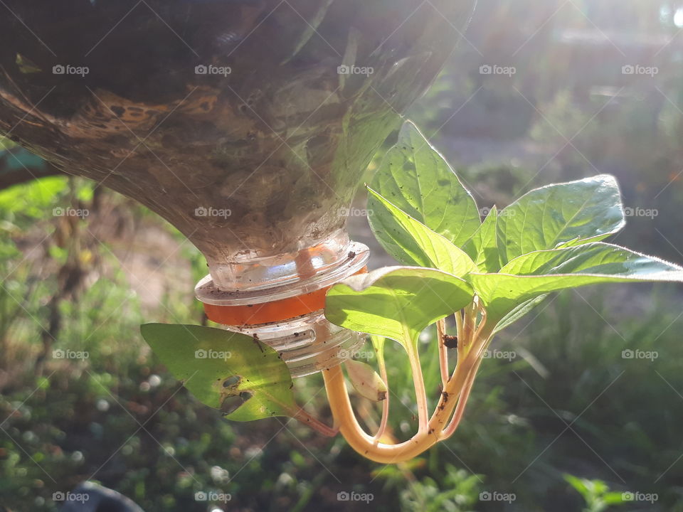 Cock comb plant in sunlight