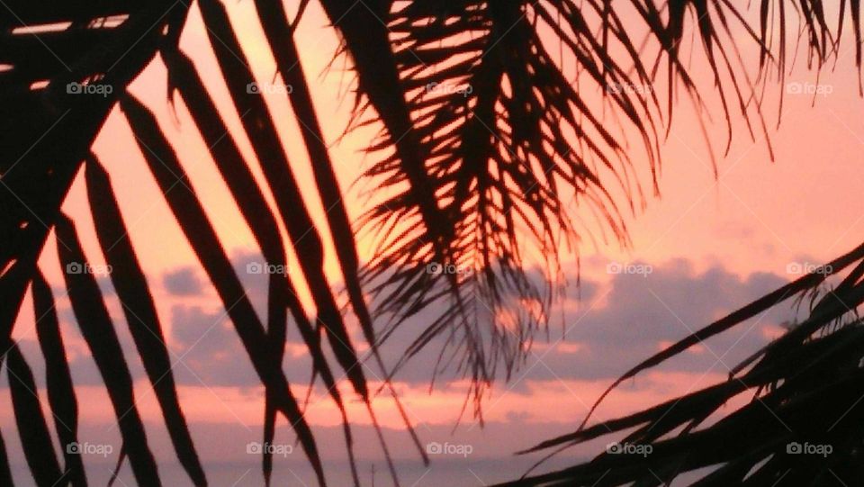 Sunset and beautiful palm tree.