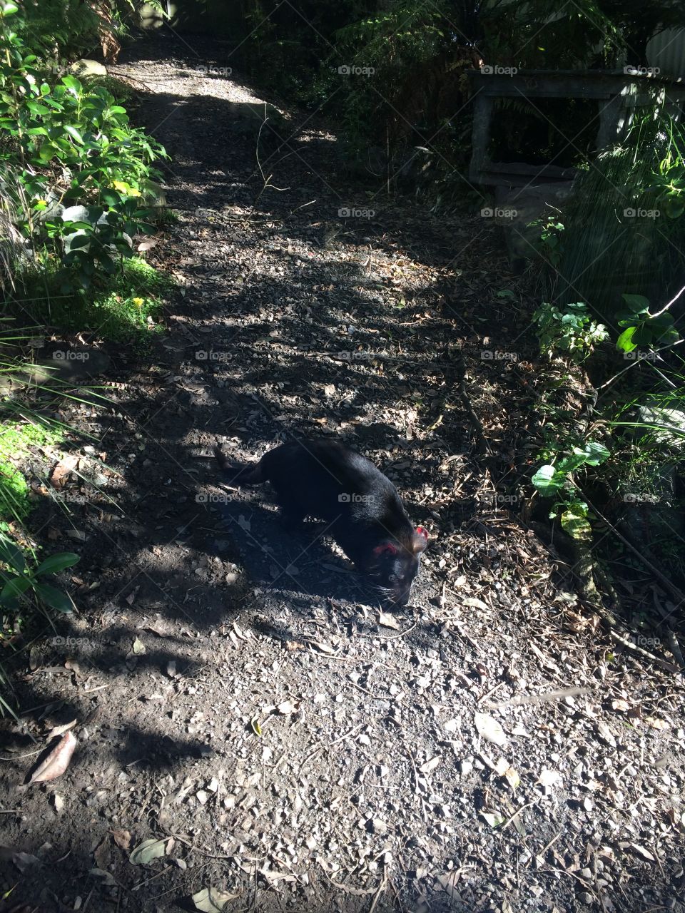 Tasmanian Devil having an afternoon stroll at Wellington Zoo, New Zealand 