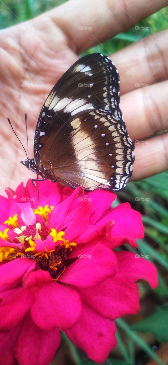 beautiful butterfly behind white hand.