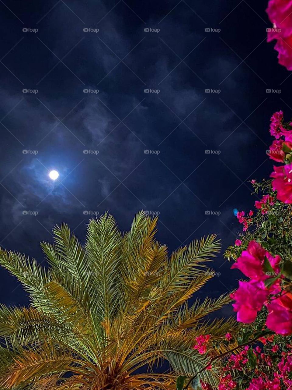 Night, palm trees and flowers