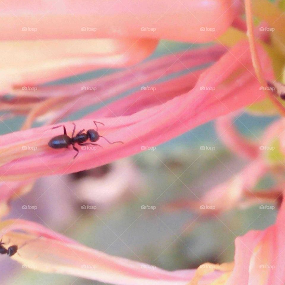 An aunt on flower.