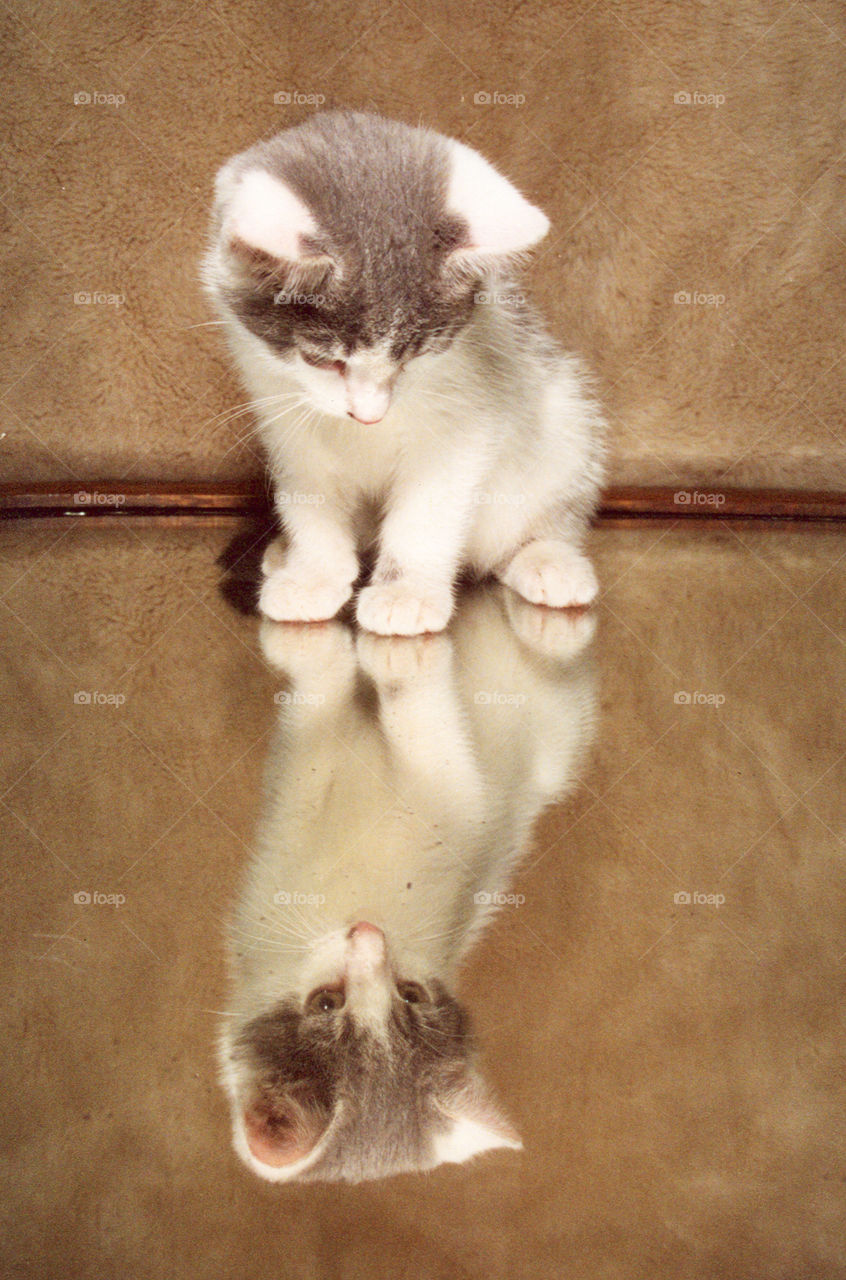 Kitten looking at its reflection in the mirror 