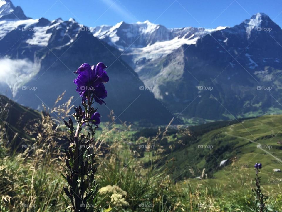 Summer in Switzerland 