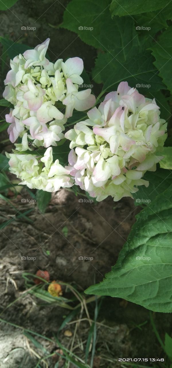 летняя красота