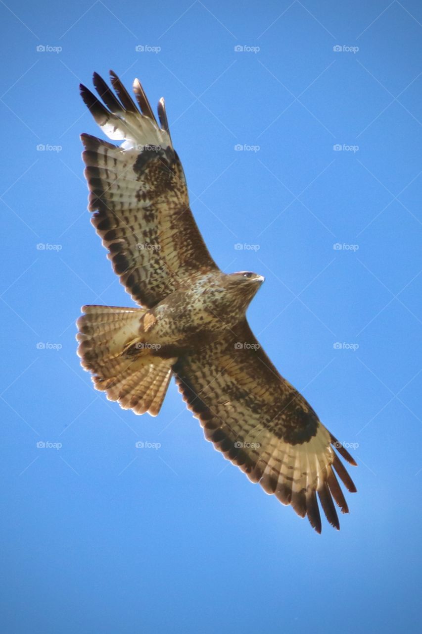 Buzzard 