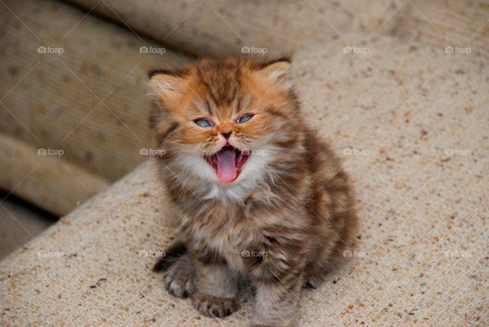 High angle view of cat with sticking out tongue