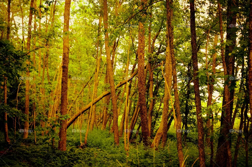 WOODS
