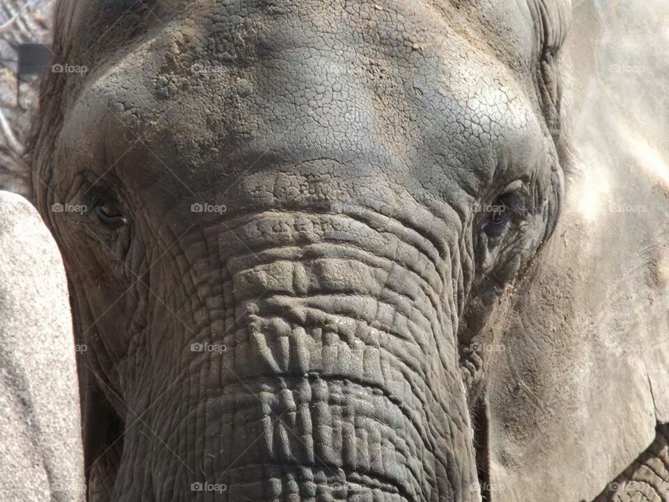 up close and personal elephant