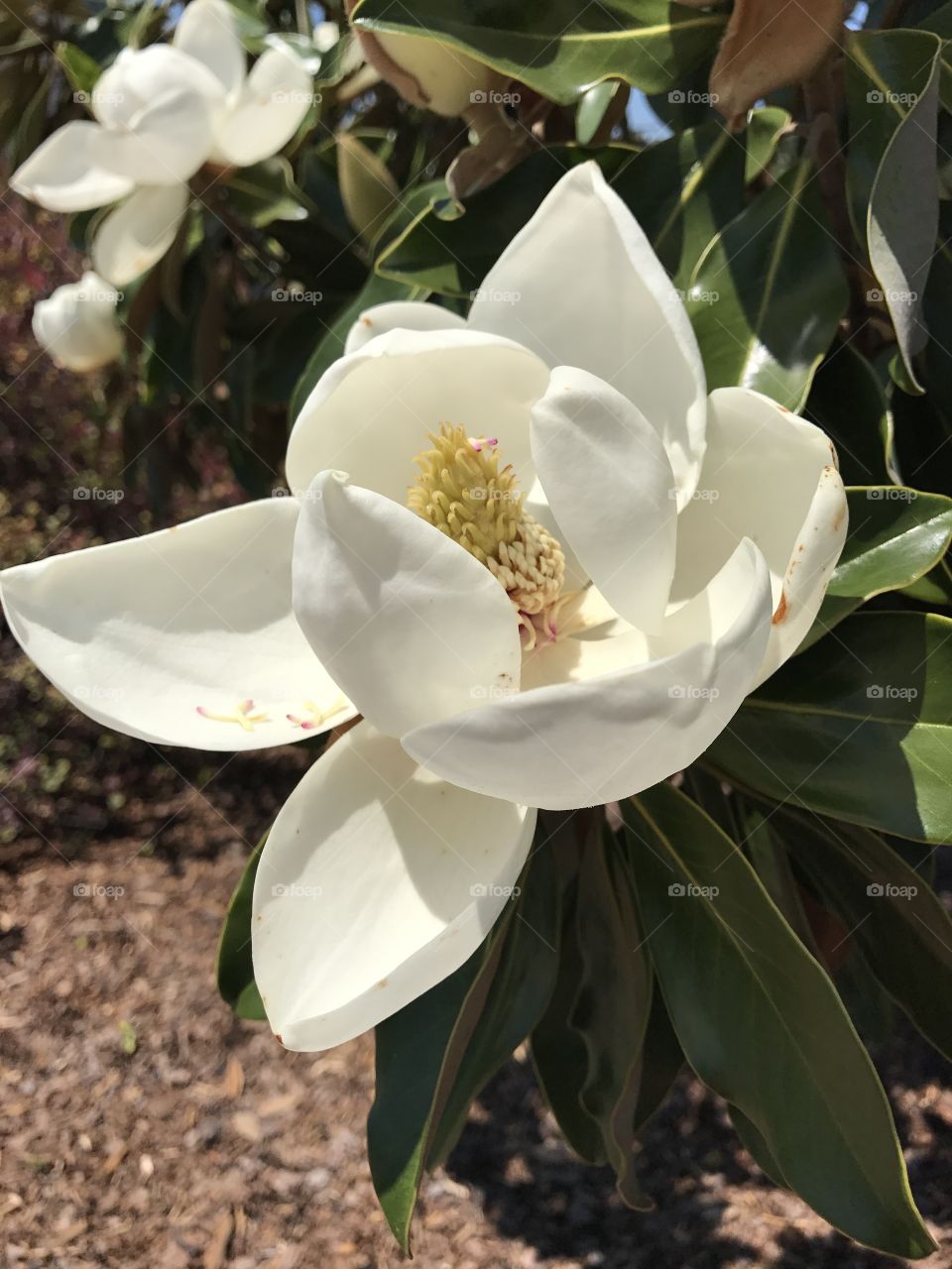 Magnolia white floral flower outside