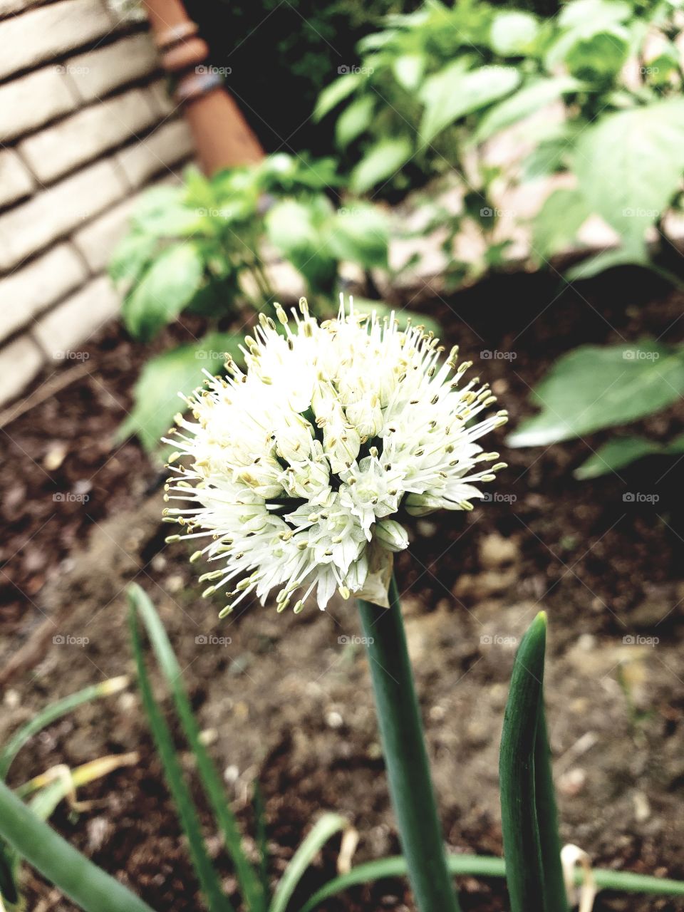 How amazing that this lovely bloom sits atop a simple onion plant.