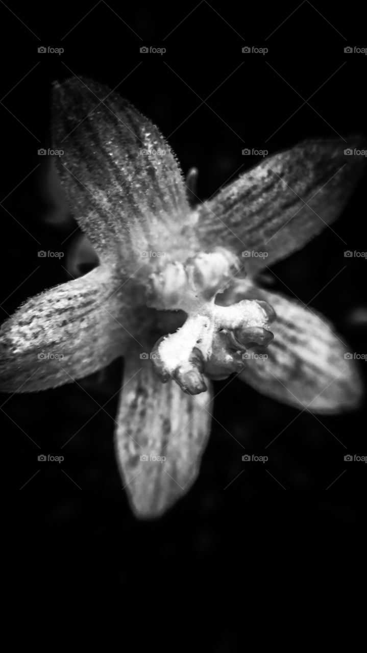flower black&white
