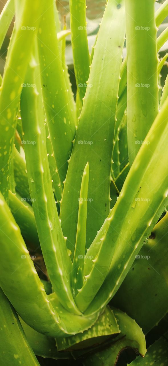 Aloe vera