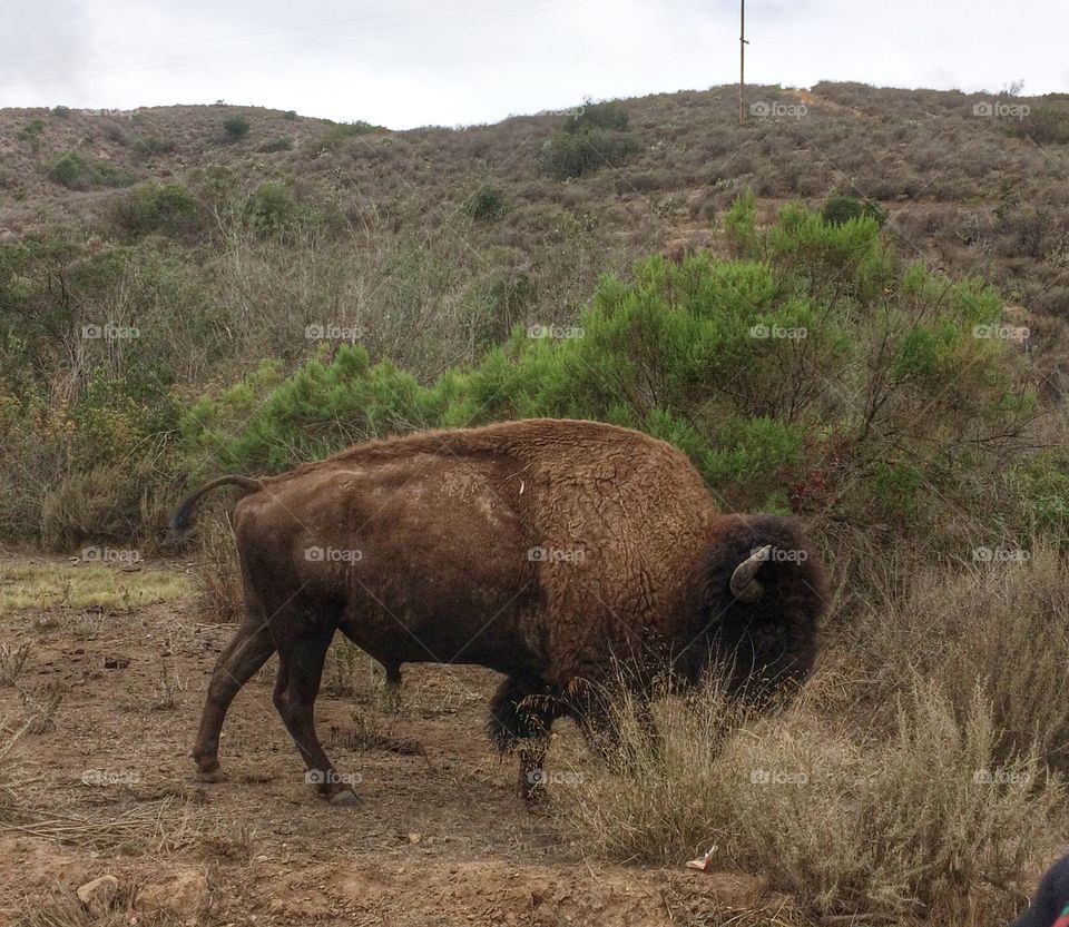 Buffalo in Catalina 