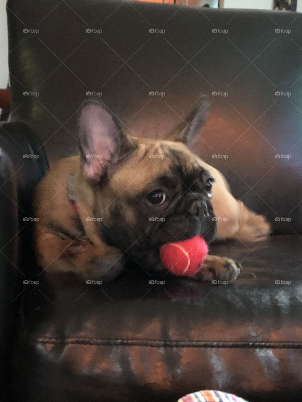 Rocket the French Bulldog puppy and his red ball