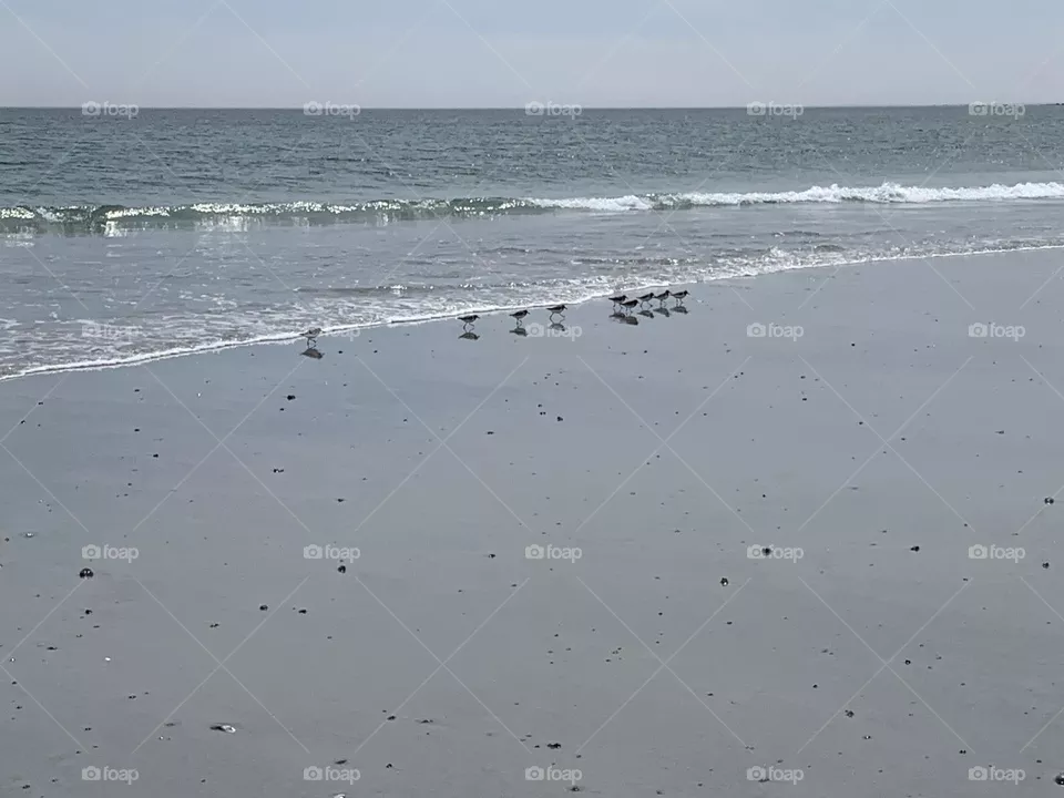 Piping Plovers at Daniel’s Head Beach 