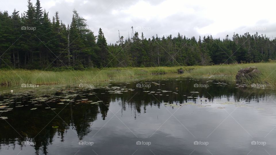 Pond with trees and plants