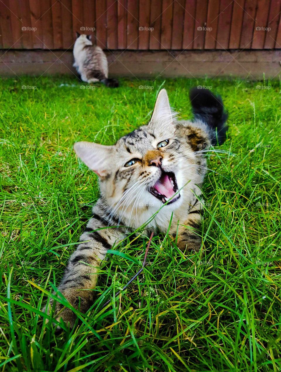 Fluffy Maine coon tabby lynx kitten playing with grass in the garden.