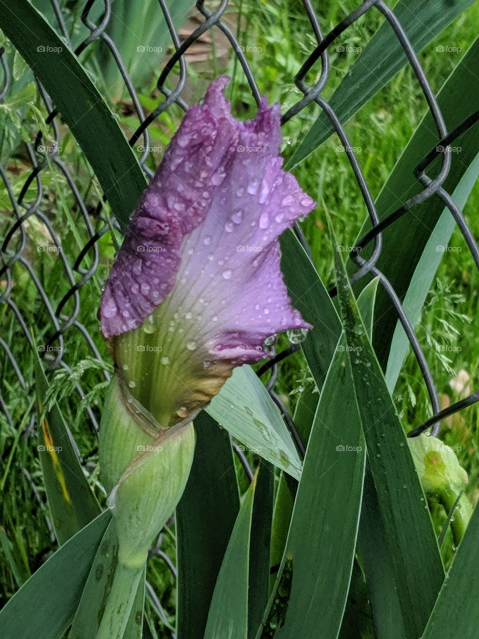 The Iris will come out when the rain is over.