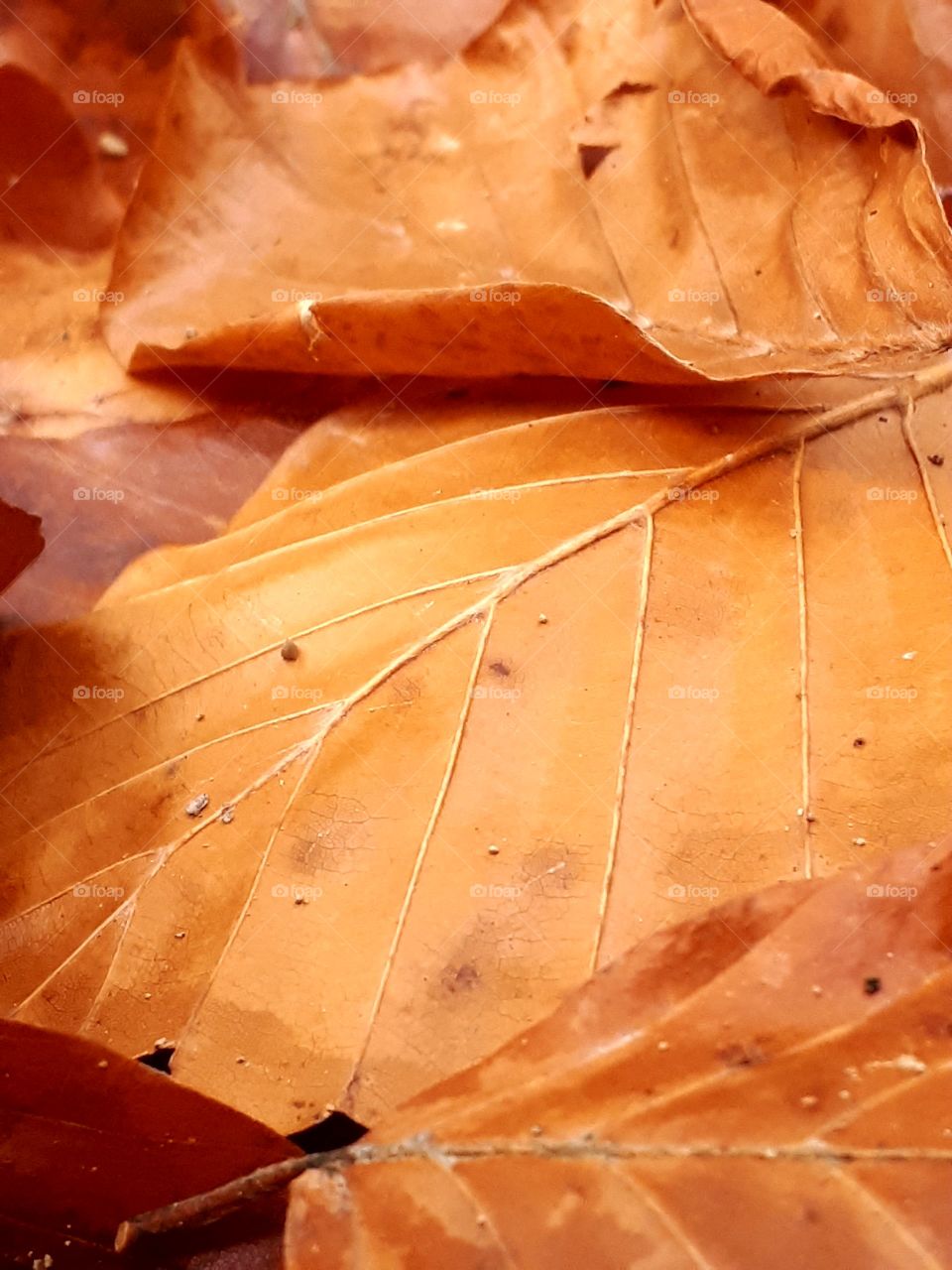 leaf of the fall