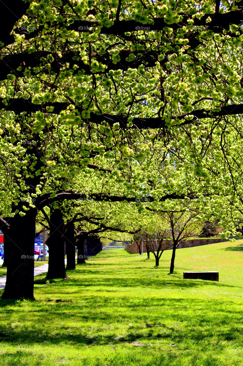 green spring happy grass by cataana