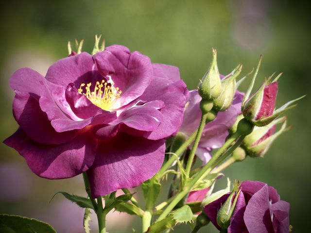 Rose