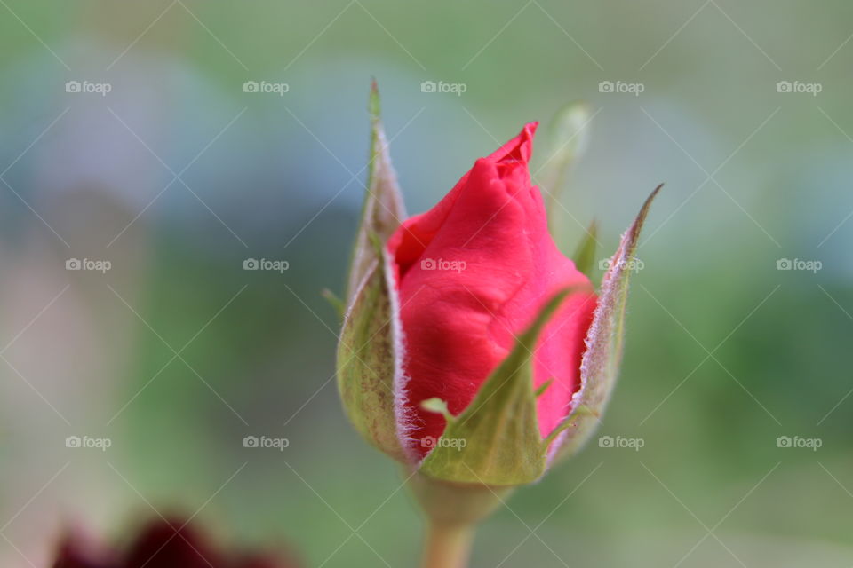 red rose bud