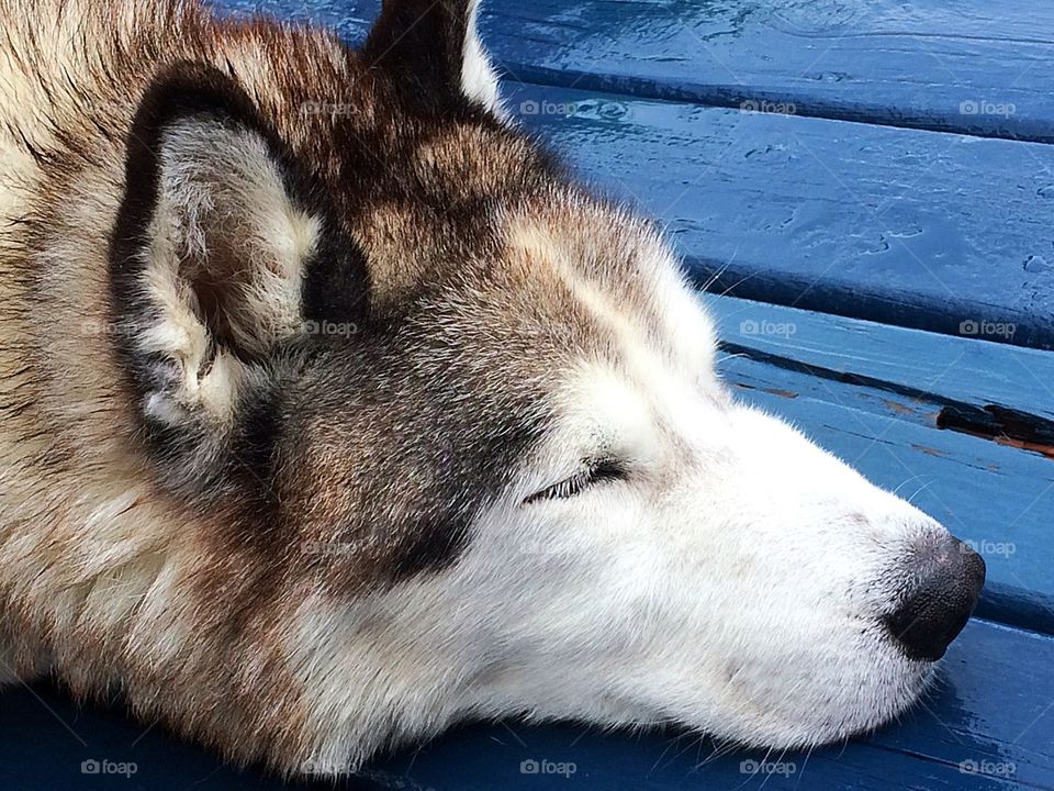 Summer pets/ husky dog having a nap