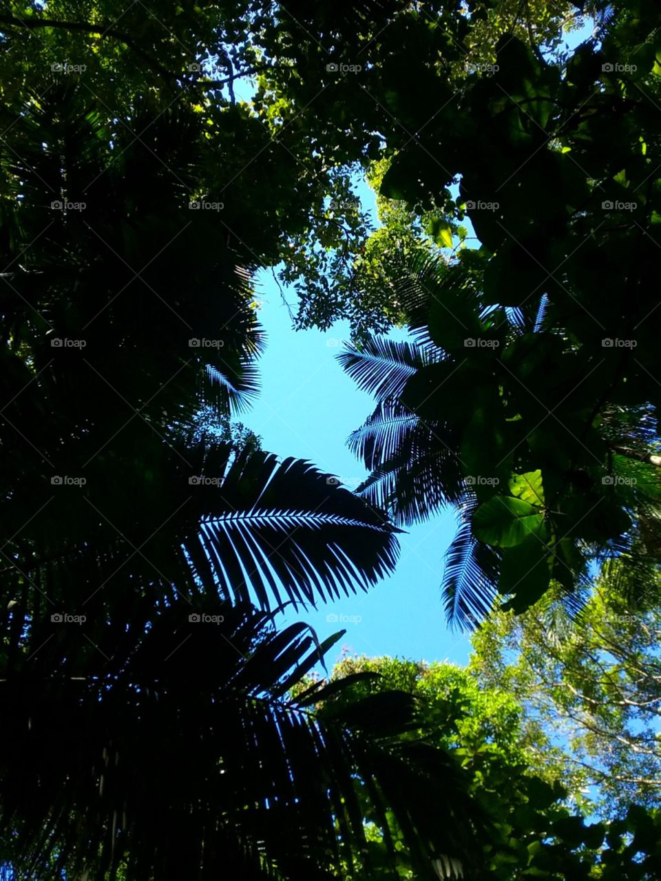 Clareira bem do meio da floresta escura.