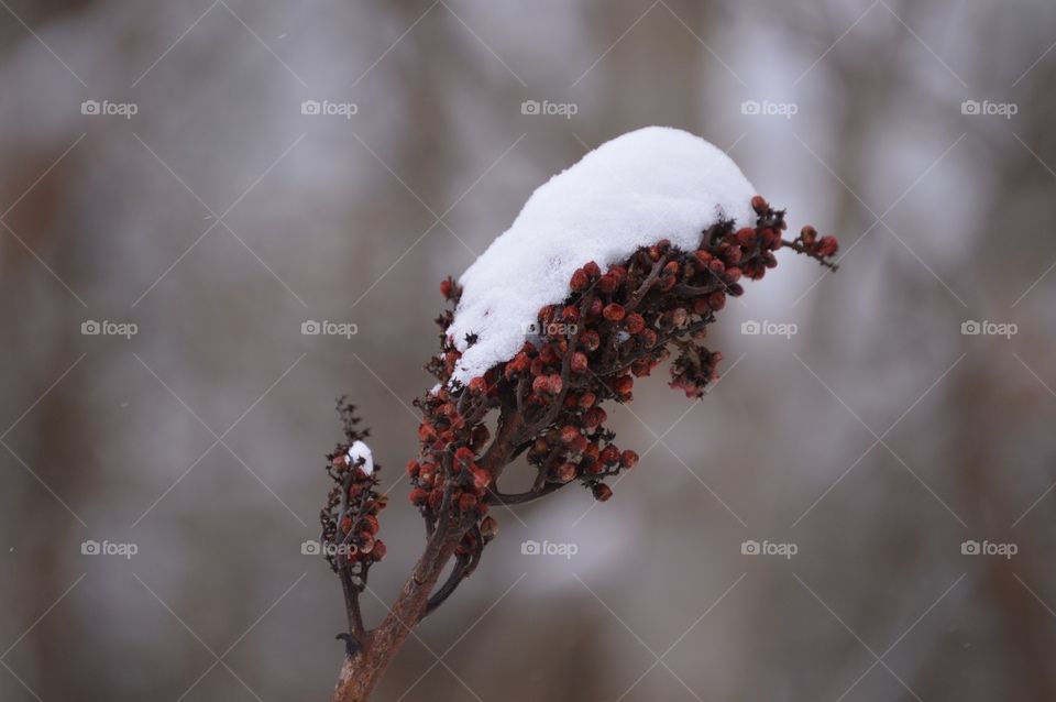 Snow on berry fruit
