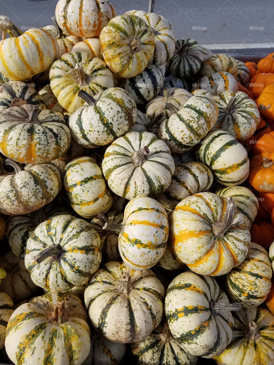 baby pumpkins