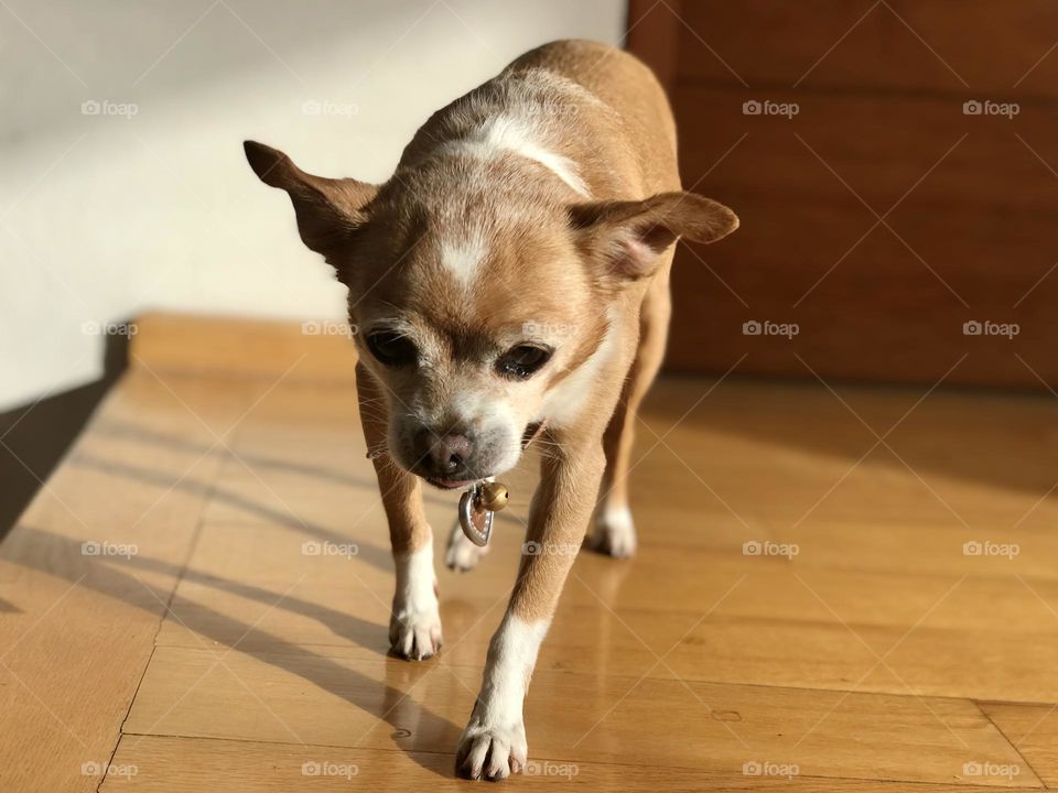 Chihuahua