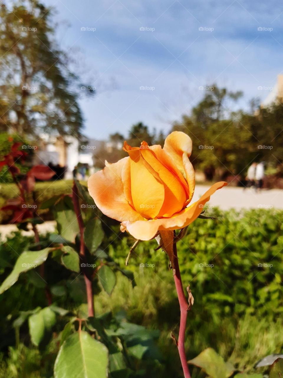 A captivating close-up photograph of an orange rose in full bloom, illuminated by warm sunlight. The delicate petals radiate a vibrant hue, standing out beautifully against a softly blurred background of greenery and an outdoor park-like setting.