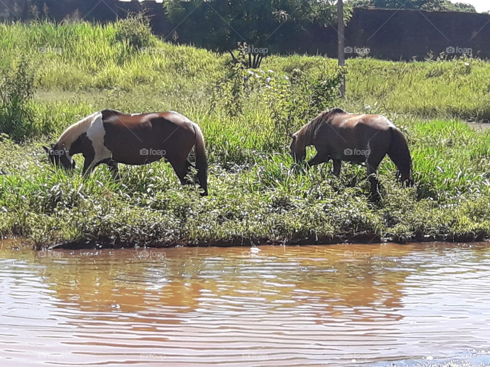 Sincronização dos cavalos