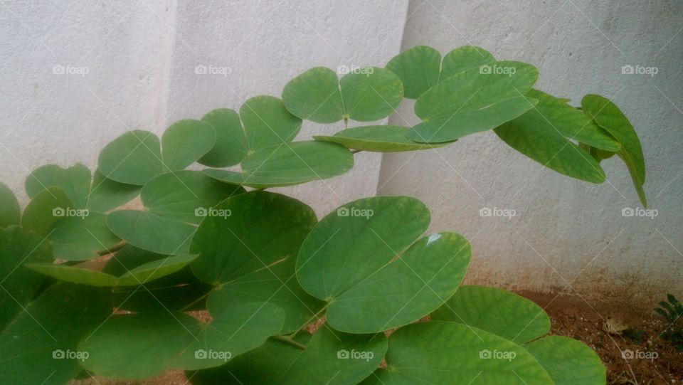 leafi veg