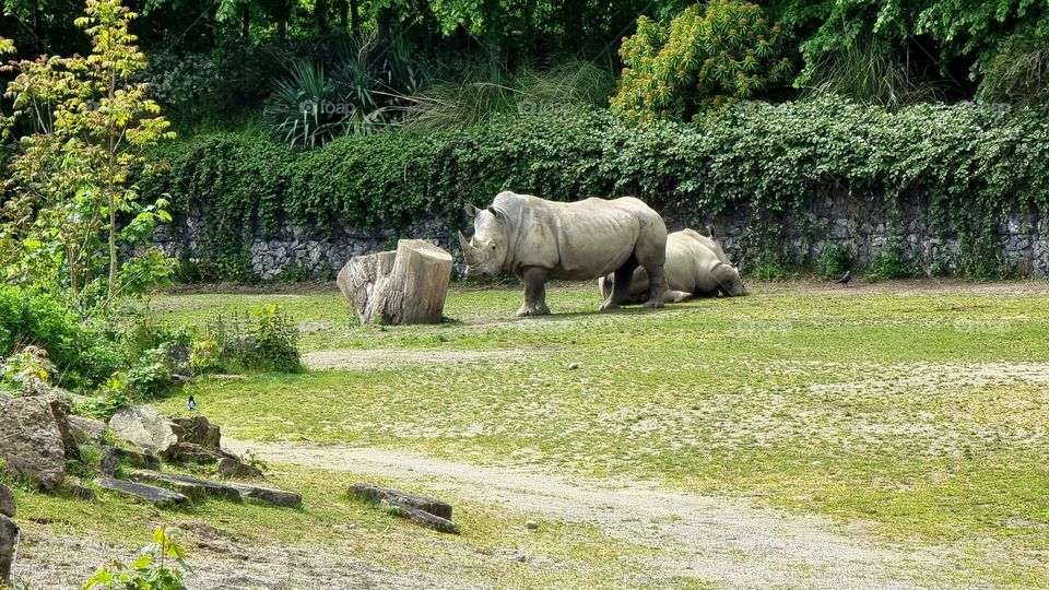 Picture from Dublin Zoo, Ireland