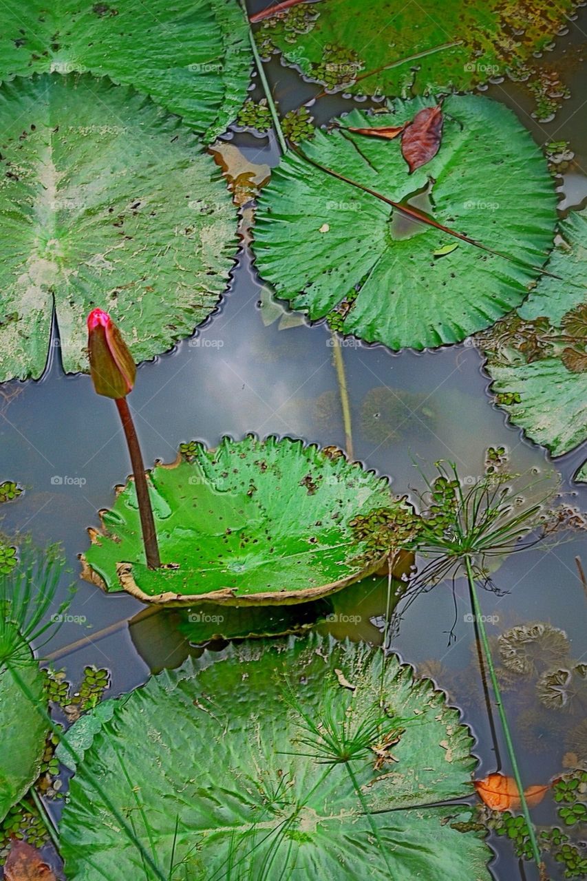 Green leaves