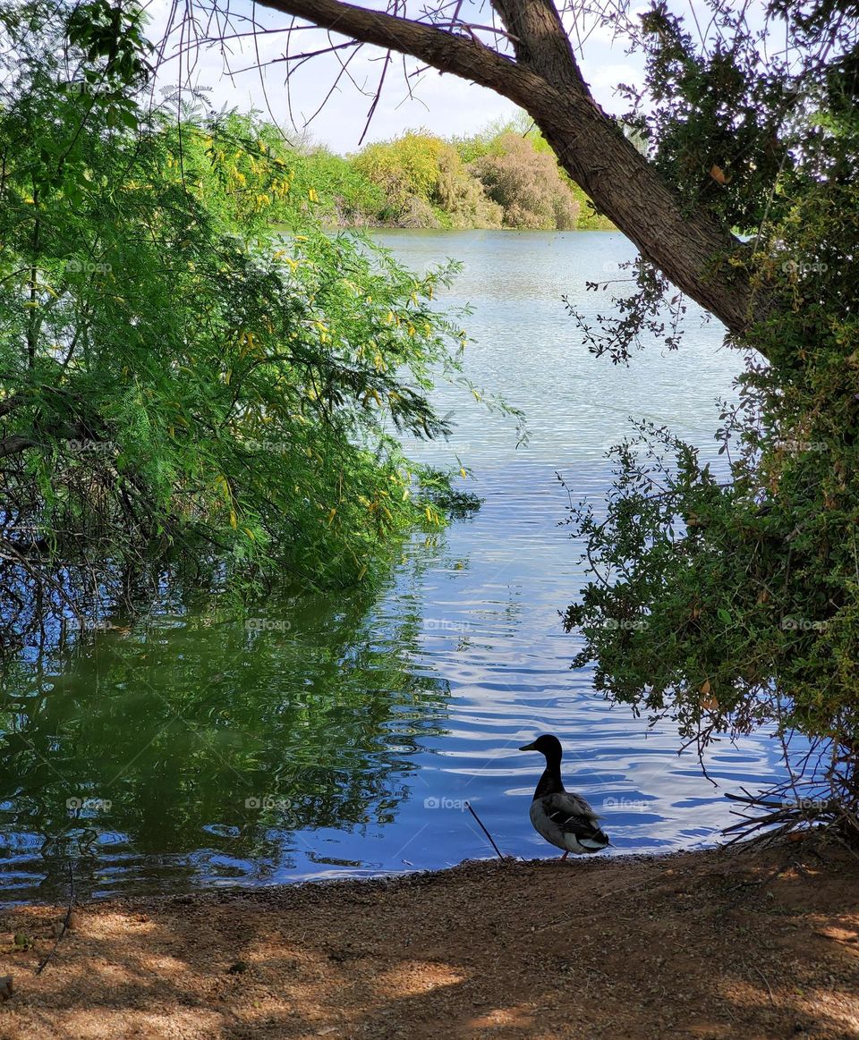 Duck at the Lakeshore