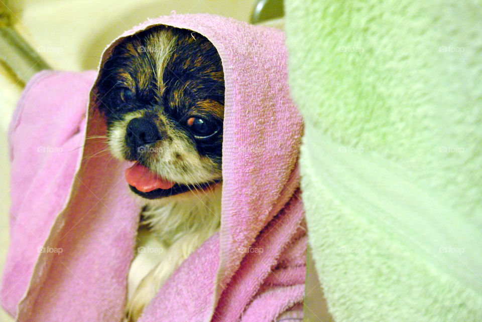 Pekingese dog covered in soft towel