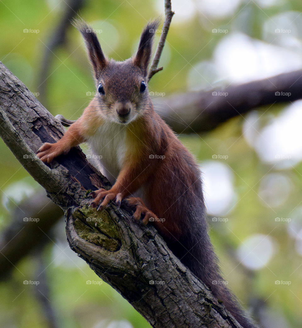 Staring squirrel