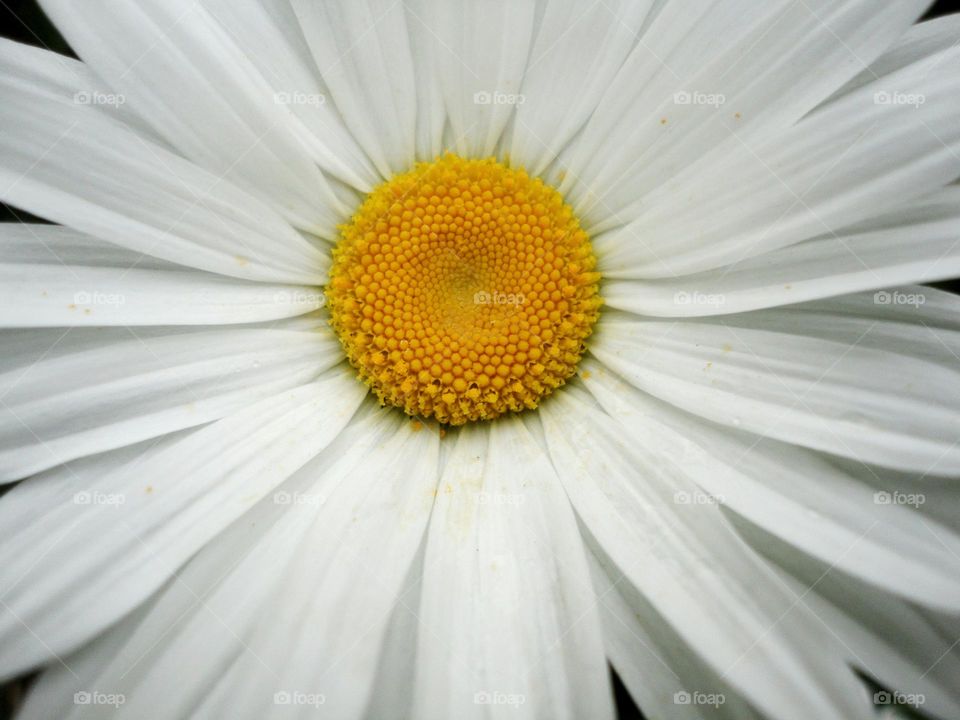 camomile flowers round beautiful texture