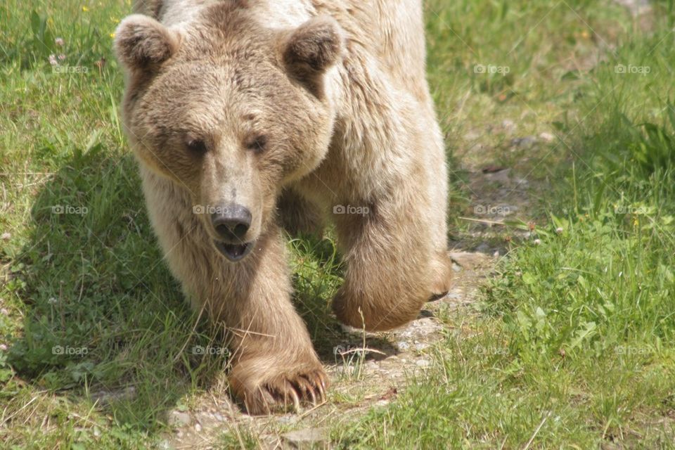 Brown Bear