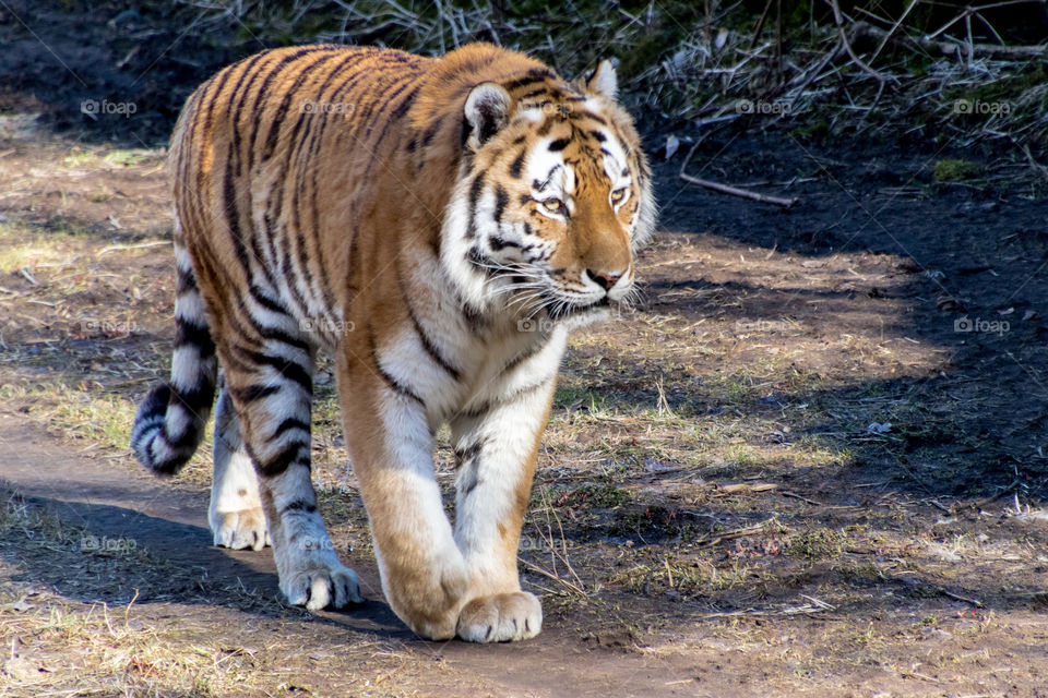 beautiful tiger out for a stroll in the sunshine